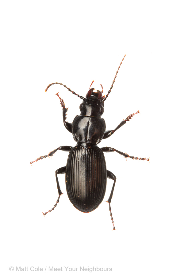MYN Ground Beetle - Pterostichus madidus